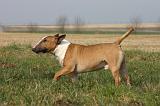 BULL TERRIER MINIATURE 340